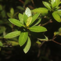 Rhododendron japonicum (A.Gray) Suringar